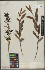 Foto von Salix purpurea L.